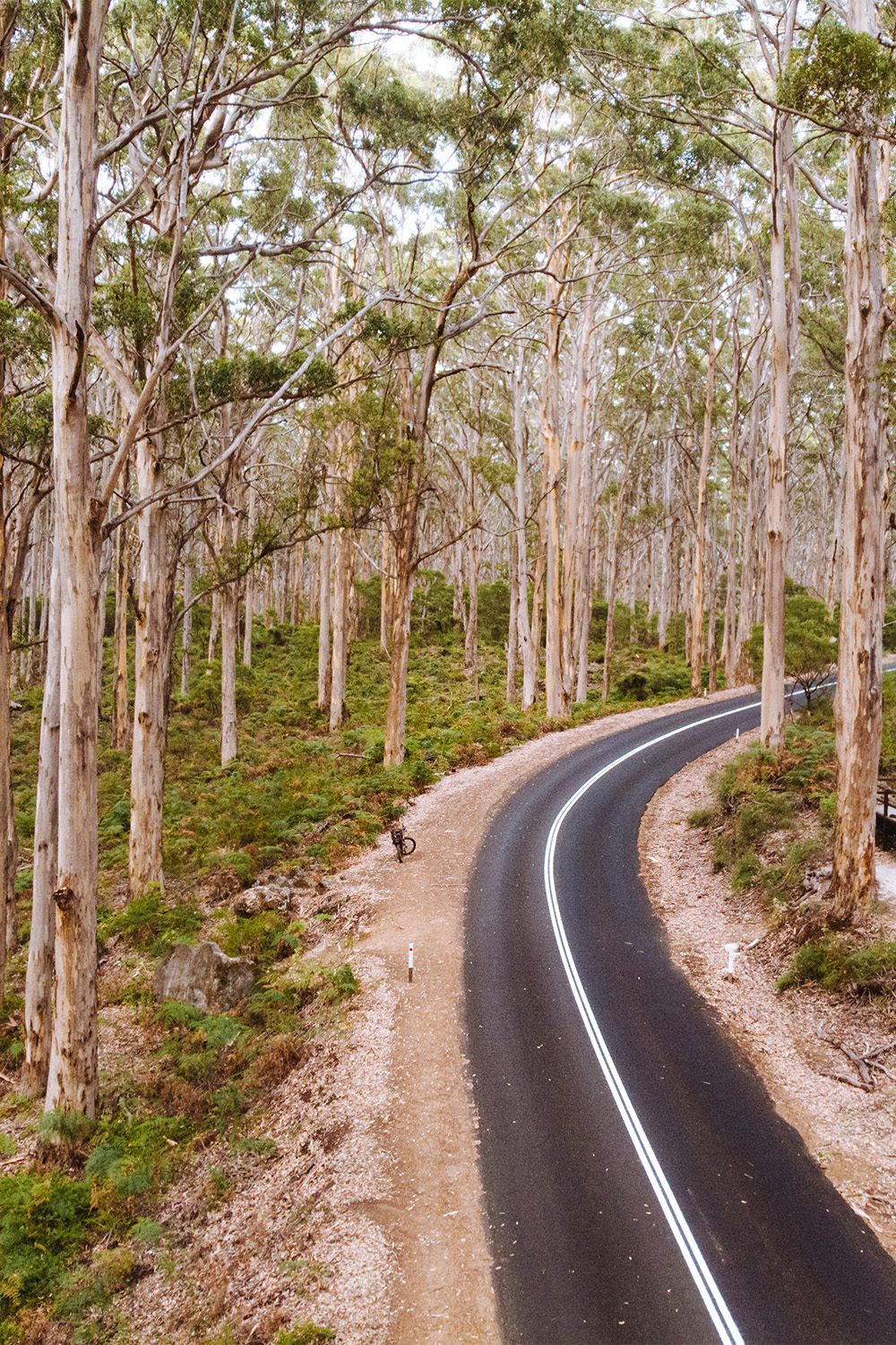 Karri trees in Boranup Forest in the Margaret River Region