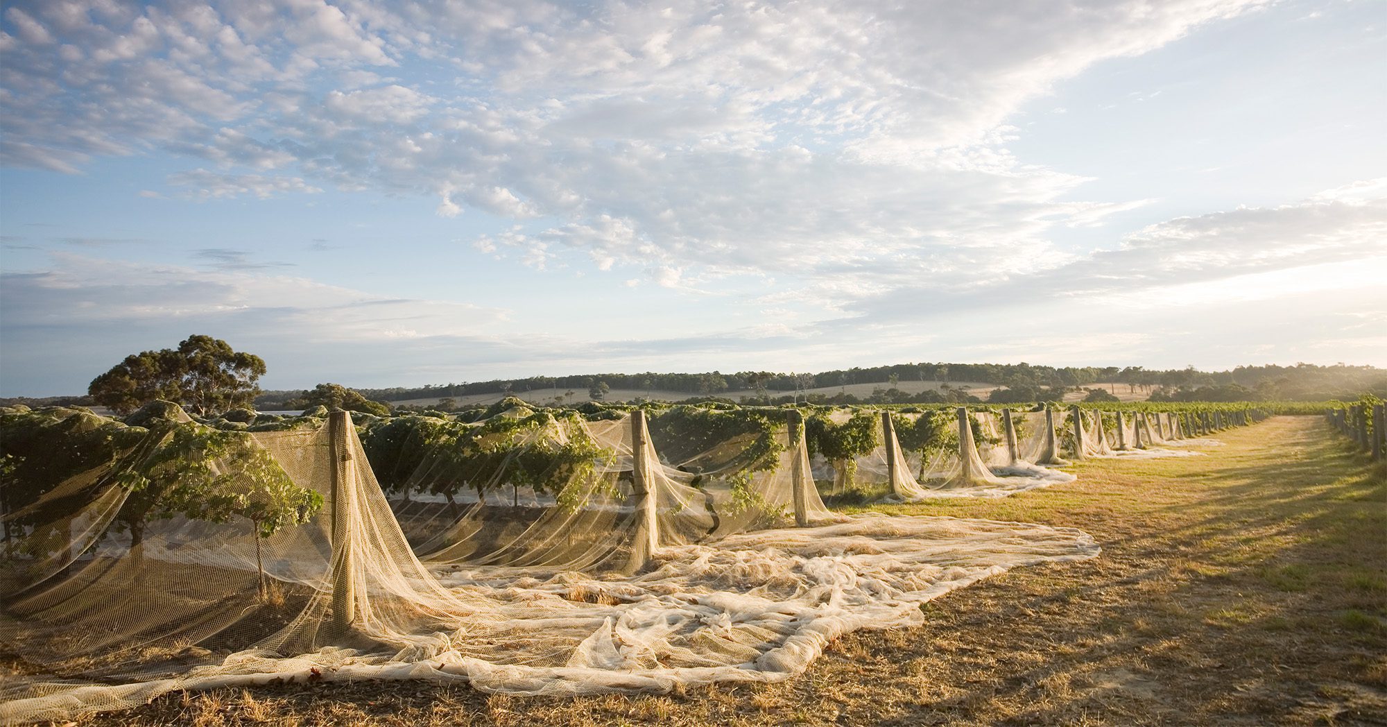 Vineyard landscape in the Margaret River Region