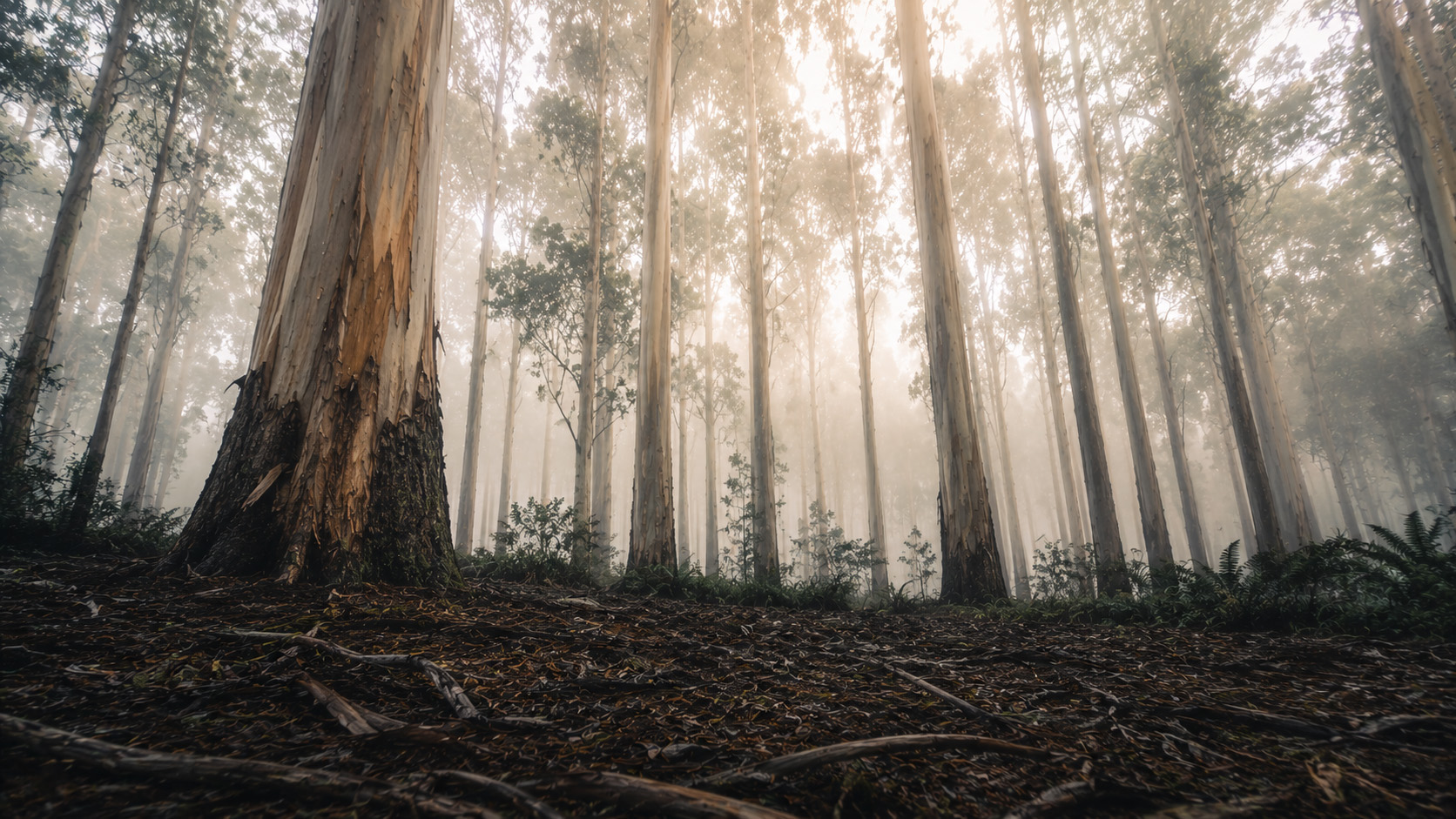Karri trees in Boranup Forest in the Margaret River Region