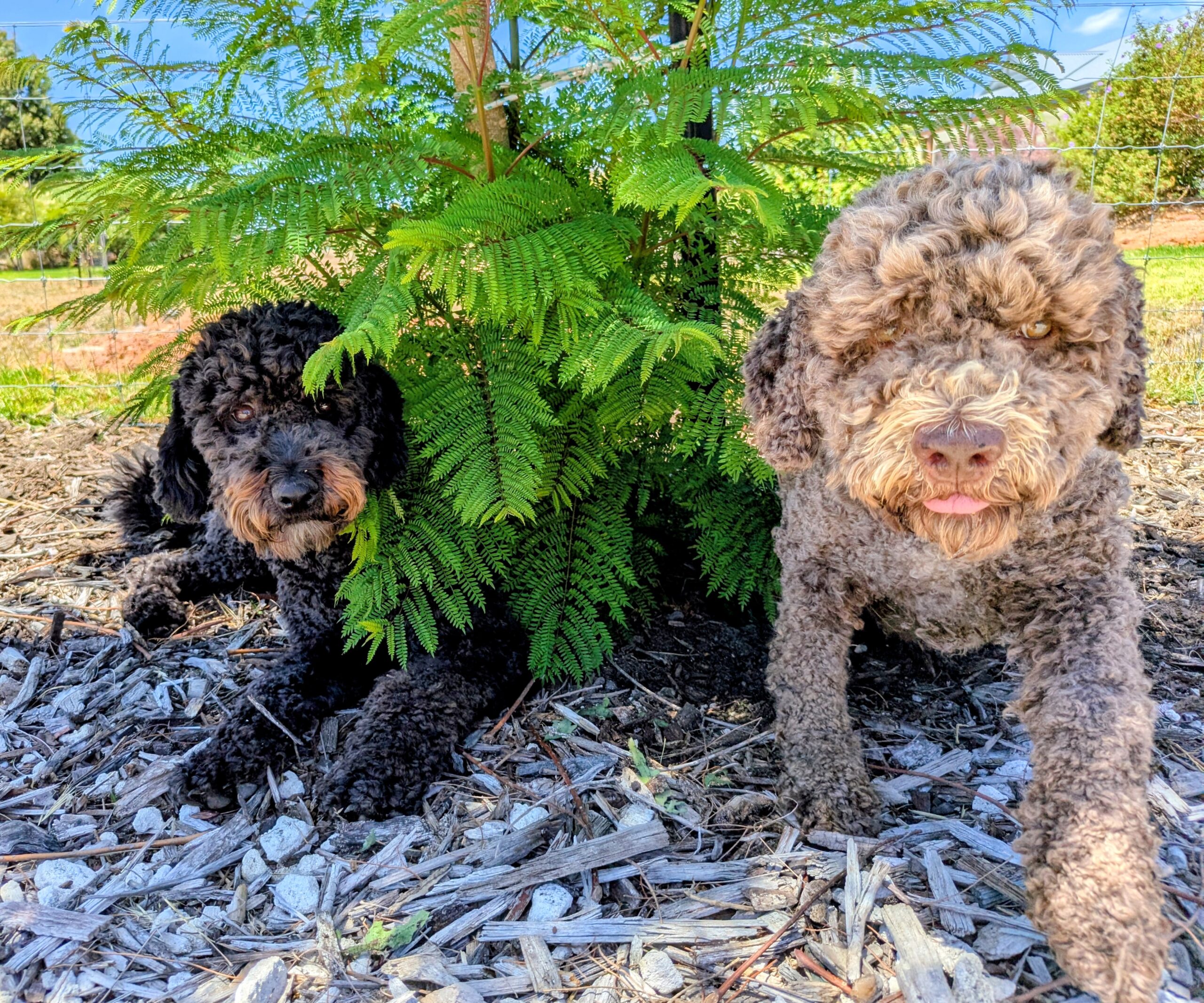 Luna and Lily at Vineside in Witchcliffe